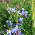 Limonium sinuatum 'Qis bleu d'Azur' fleur